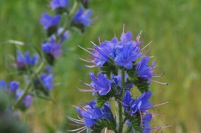 Hyssop (Hyssopus officinalis)