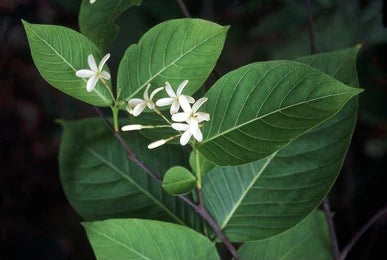 Indrajao (Holarrhena antidysenterica)