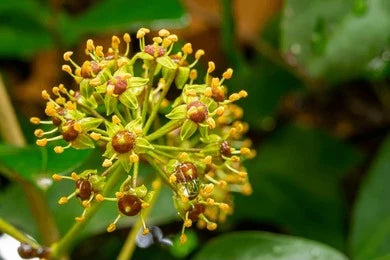 Jatamansi, Spikenard (Nardostachys Jatamansi)