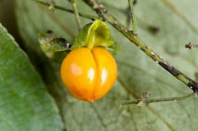 Jyotishmati / Staff tree (Celastrus Paniculatus)