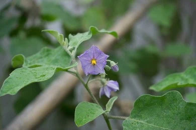 Kantkari / Wild EggPlant / Solanum Xanthocarpum