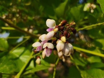 Karanj / Indian Beech (Pongamia Pinnata)