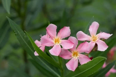 Karavira, Indian Oleander (Nerium indicum)