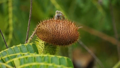 Latakaranja, kalarchikai, Fever nut (Caesalpinia Crista)