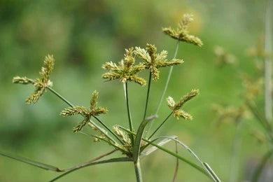 Mustaka (Cyperus rotundus)