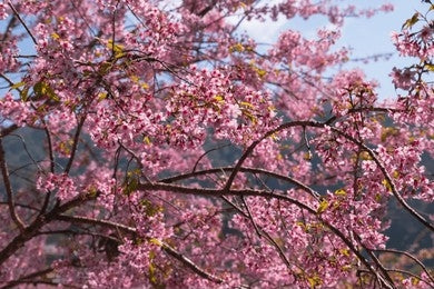 Padmaka / Bird Cherry (Prunus Cerasoides)