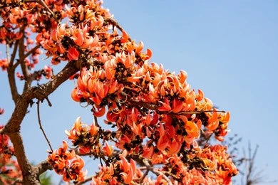 Palasha, Bastard Teak (Butea monosperma)