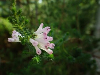 Parpata (Fumaria Parviflora)