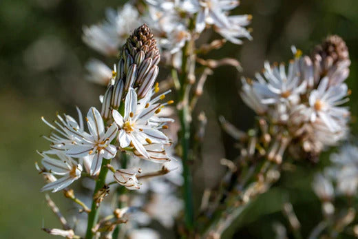 Patala (Stereospermum suaveolens)