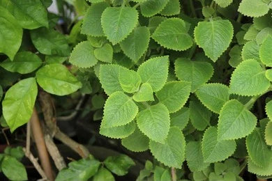 Plectranthus amboinicus (Indian borage)