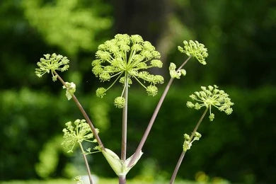 Celery - Wild (Angelica Archangelica)