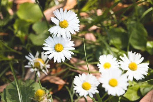 Chamomile (Matricaria Chamomilla)