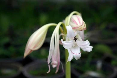 Sudarshana (Crinum latifolium)