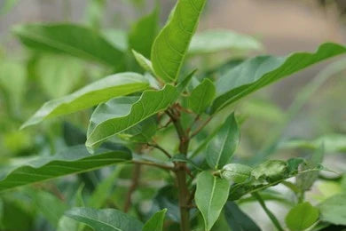 Udumbara, Cluster Fig (Ficus Glomerata)