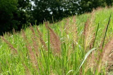 Ushira, Vetiver (Vetiveria Zizanioides)