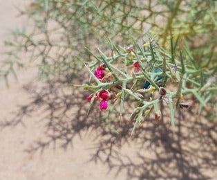 Yavasa, Camel thorn (Alhagi Camelorum)